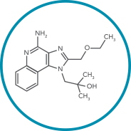 TransCon TLR7/8 Agonist