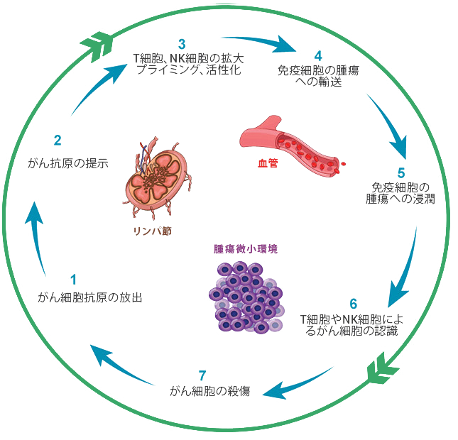 immunity-cycle3_jp