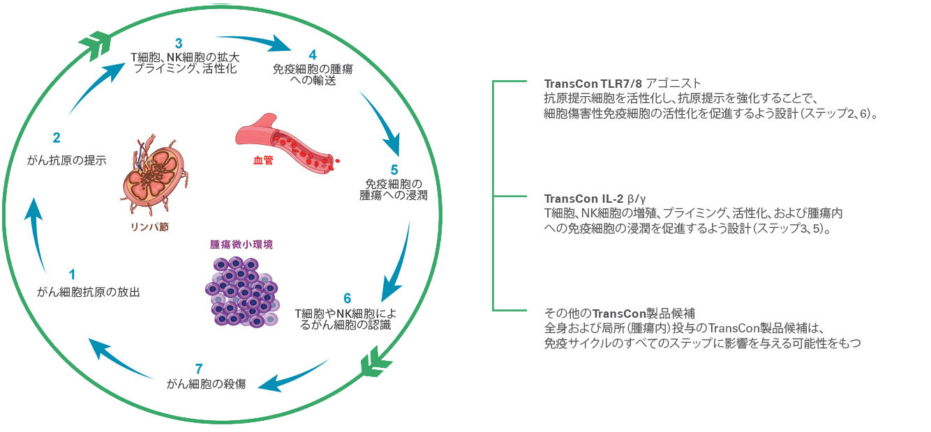 immunity-cycle3_jp